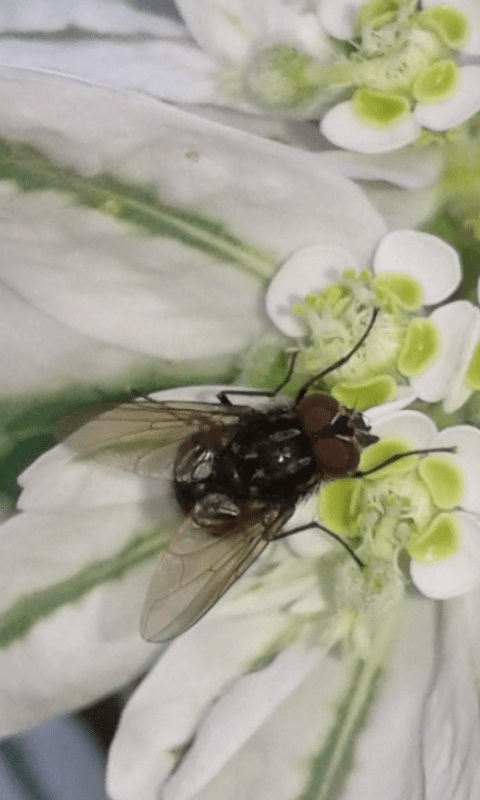 Muscidae : Graphomya maculata (maschio)?  Graphomya cfr. maculata